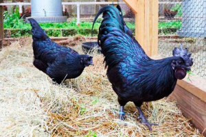 Crna piletina - nevjerojatna stvaranje prirode!